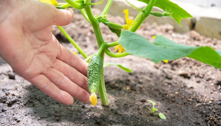 краставици - Агро Телеграф: Увийте с фолио основата на краставиците