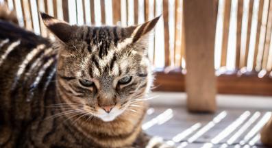 домашна котка