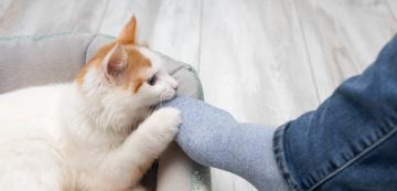 Как да спрете котката си да дъвче всичко