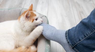 котка дъвче предмети