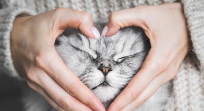 домашна котка