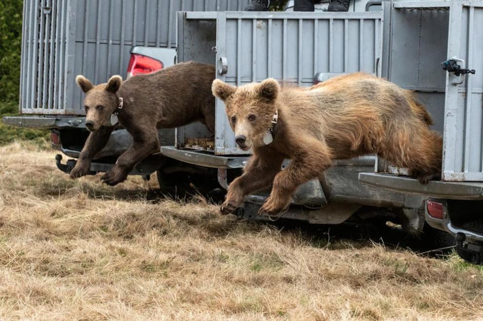 Три спасени мечета се завърнаха у дома - в България,