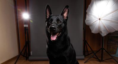 куче фотосесия