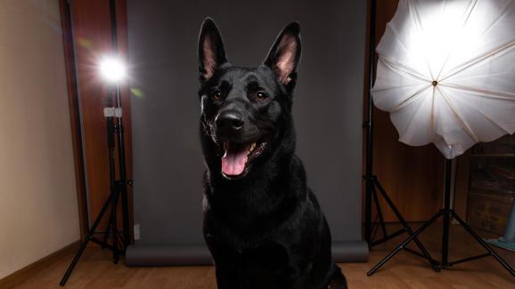 Как да подготвите кучето си за професионална фотосесия