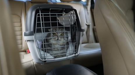 котка в кола