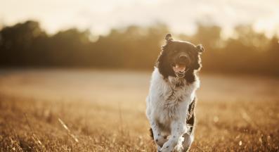 куче щастие