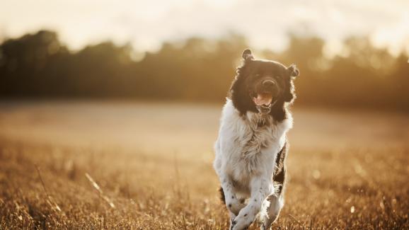 куче щастие