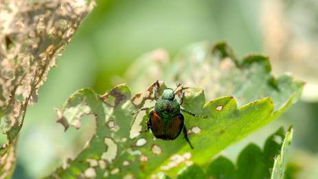 насекому бръмбар насекоми