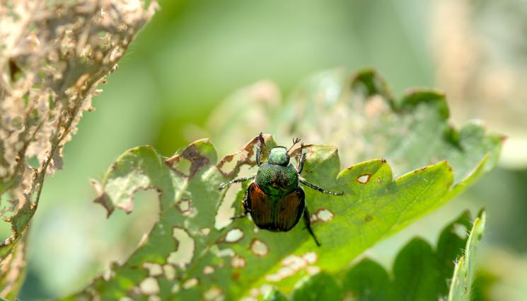 насекому бръмбар насекоми - 7 съвета за борба с вредители по растенията през лятото