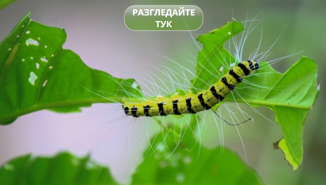 насекому гасеница насекоми