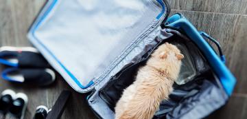 Как да подготвите котката си, когато пътувате