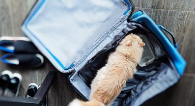 Как да подготвите котката си, когато пътувате
