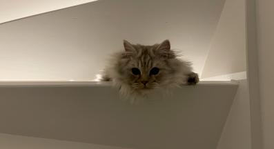 домашна котка