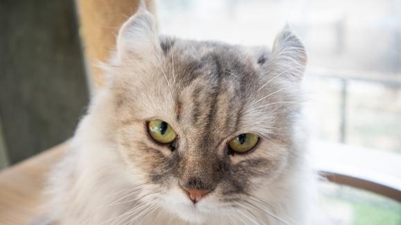6 факта, които не знаете за котките от породата „Американски Кърл“