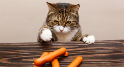 Могат ли котките да ядат моркови?