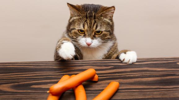 Могат ли котките да ядат моркови?