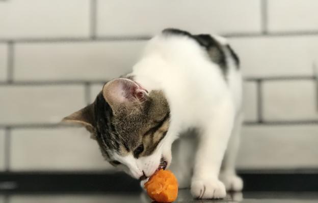 котка и моркови