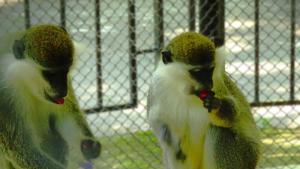 Поглезиха с лакомства маймунките вида Зелена морска котка във варненския зоопарк