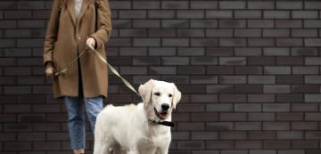 Стопани на кучета внимание: Разходка на кучета, нова услуга за вас