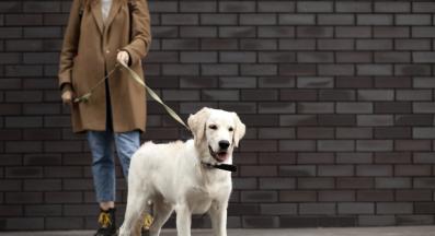 куче разходка