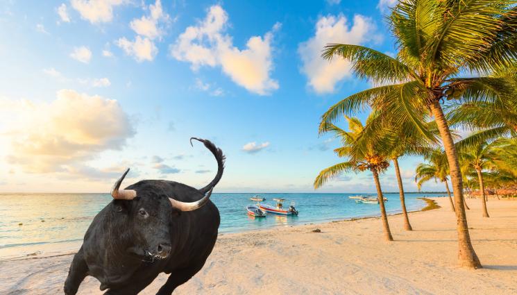 бик - КАТО НА КОРИДА: Бик вдигна плаж на рогата си! (ВИДЕО)