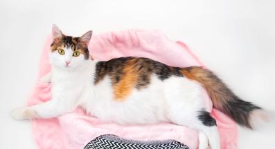 бременна котка