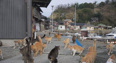 Островът на котките Аошима