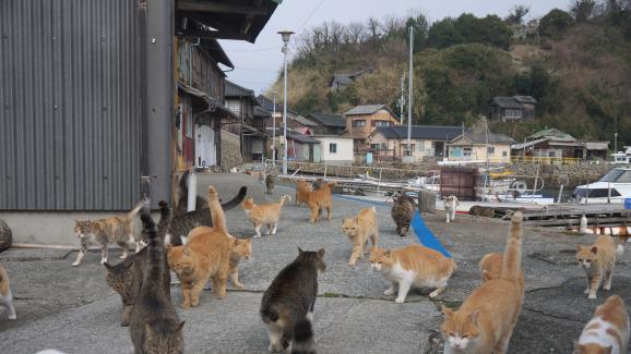 Аошима - котешкият остров в Япония