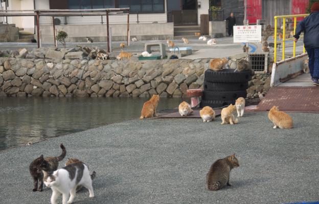 Островът на котките Аошима