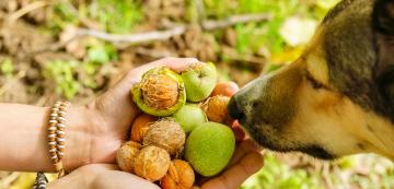 Могат ли кучетата да ядат орехи?