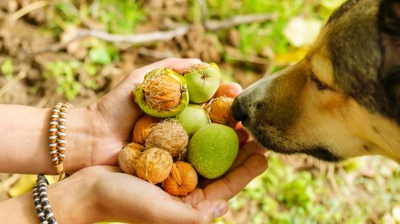 Могат ли кучетата да ядат орехи?
