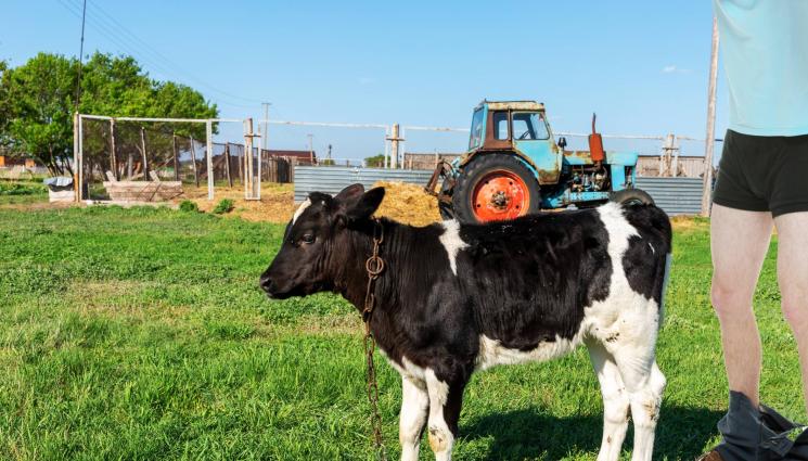 крава - Загорял перверзник уби от секс стадо крави! (СНИМКА+ВИДЕО)