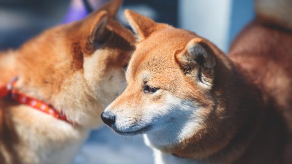 8 породи кучета, които не са особено приятелски настроени към непознати