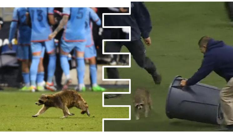МЛС Енот - Енот нахлу на мач в Щатите, подлуди от финтове футболисти и стюарди (ВИДЕО)