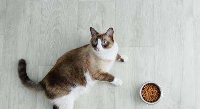 7 изненадващи факта за котките от породата „Сноушу“