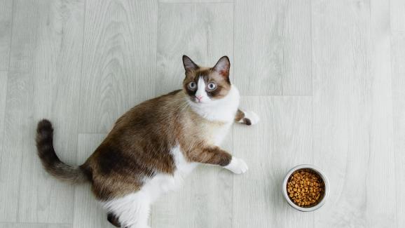 7 изненадващи факта за котките от породата „Сноушу“