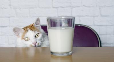 домашна котка