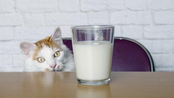 5 изненадващо опасни храни за котките