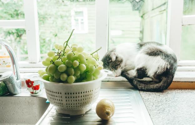 котки и грозде
