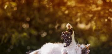 Защо гроздето е опасно за котките