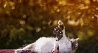 котки и грозде