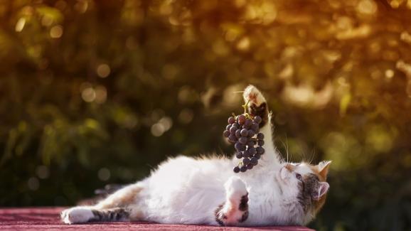 Защо гроздето е опасно за котките