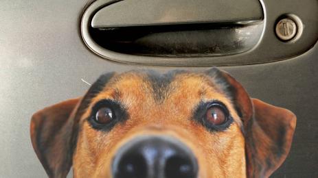 ВЗЕХА ХЛЯБА НА АВТОДЖАМБАЗИТЕ: Глутница кучета „разфасова” коли (ВИДЕО)