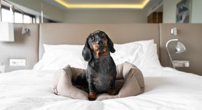 Пътуване с куче: Как да намерим най-добрите хотели, подходящи за домашни любимци