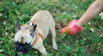 куче изпражнения