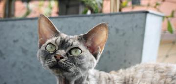 11 редки породи котки, за които вероятно никога не сте чували
