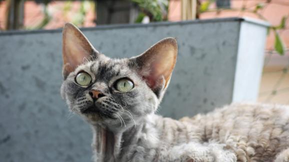 11 редки породи котки, за които вероятно никога не сте чували