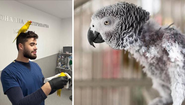 папагал - Хормонални проблеми при папагалите - пиковете са сезонни