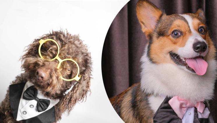 кучета - КУЧЕ ДА СИ: Най-добрият приятел на човека с абитуриентски бал (ВИДЕО)