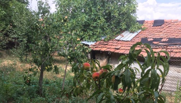 овошки - Агро Телеграф: Третирайте овошките срещу черешова муха